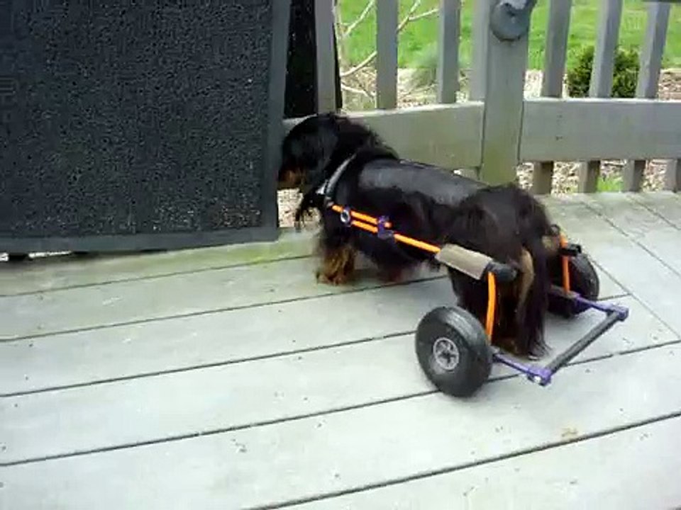 An Eddie's Wheels Dog wheelchair for Lena