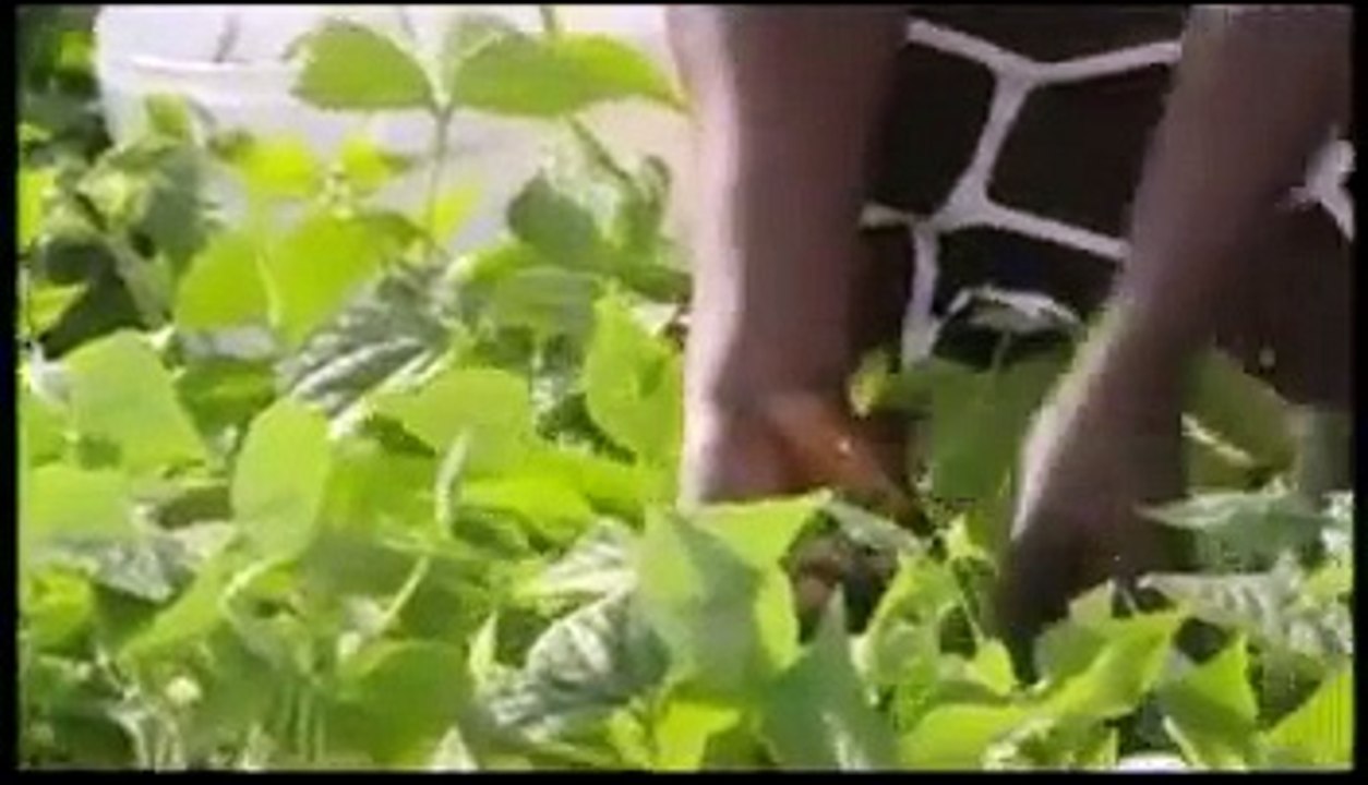 reportage sur l'exportation de fruits et légume de l'afrique vers l'europe