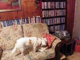 Gatto che fa le coccole ad un cane