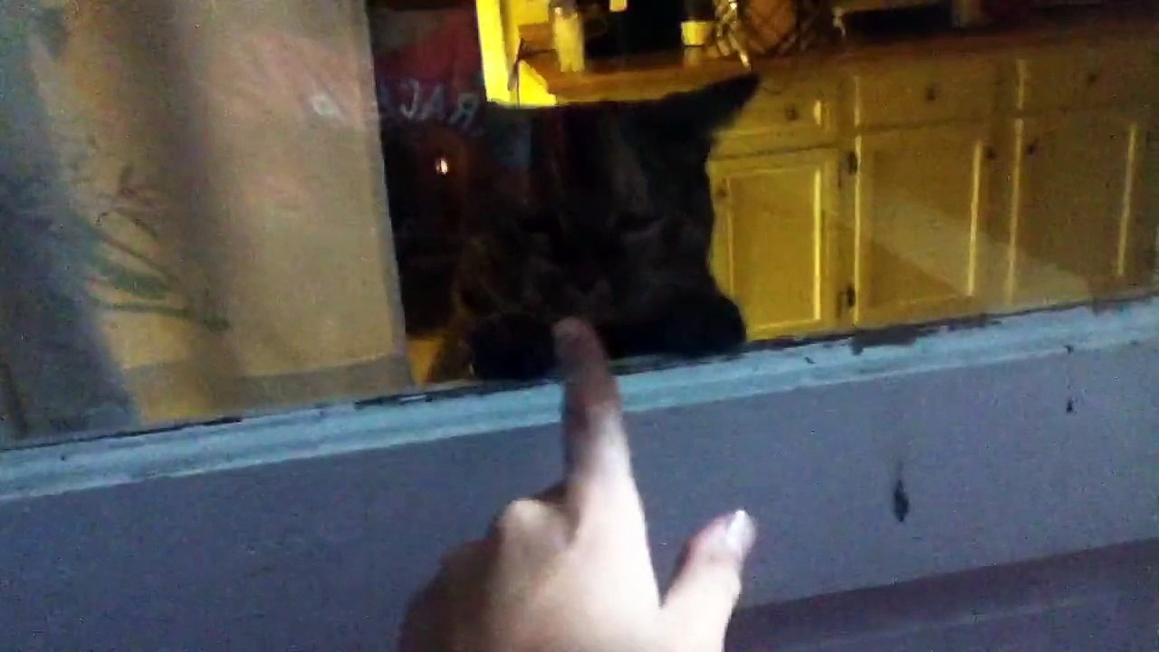 Funny cat