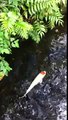 Hinomaru kun: Tancho Kohaku Koi (Lucky Fish) in public lake