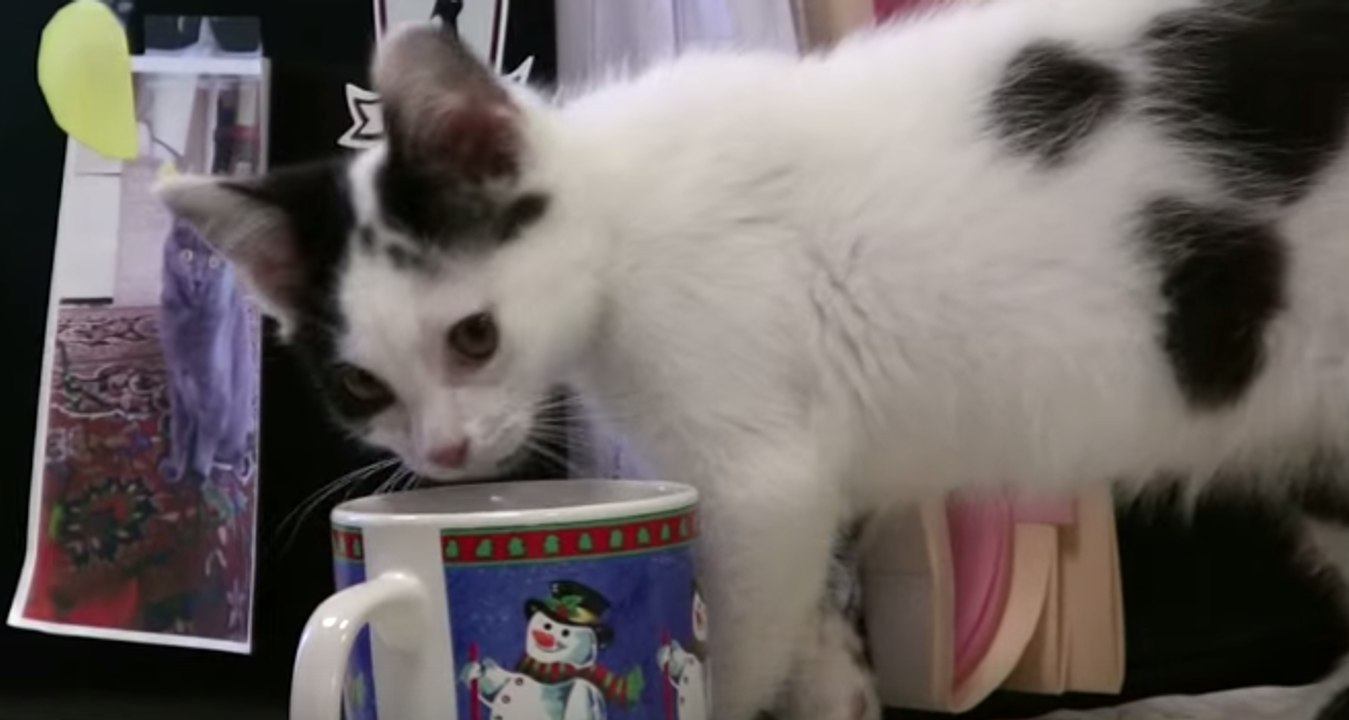 Take Your Kitten to Work Day