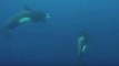 A Close Encounter With Killer Whales