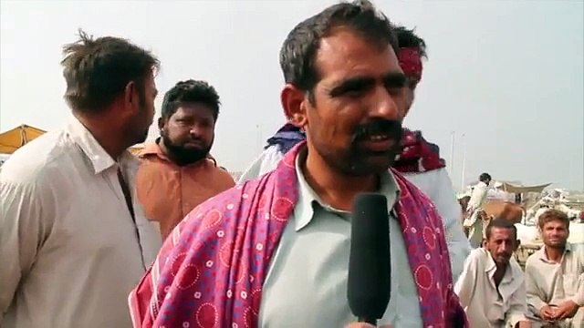 Call for Order on Mobile Eid-ul-Azha 12 Oct 2013 Goats Sheep Camels Cattle Cows Lahore Pakistan