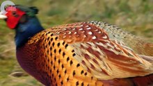 Stunning-Funny-Amazing Animals - Up Close