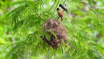 Birds of Costa Rica in Central America.