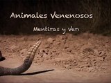 Paraguay Salvaje: Animales venenosos-Mentiras y verdades