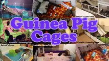 Guinea Pig Cage Guide - Minimum Cage Size, C&C Cages & More