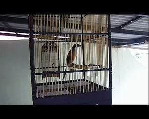 Cendet-Cerida Bali.flv