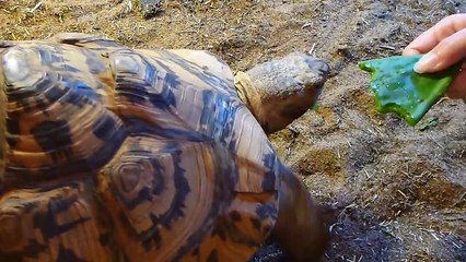 Just our tortoise... eating a cactus pad.