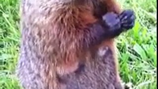Feeding Momma Groundhog :)