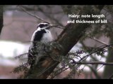 Comparison of hairy woodpecker with downy woodpecker