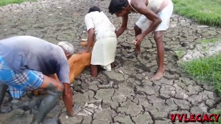 Owners & Villagers Rescue The Cow Who Stuck in Mud