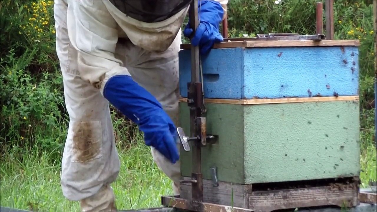 O CORTIÇO- Recolha e processo do pólen - Part.1