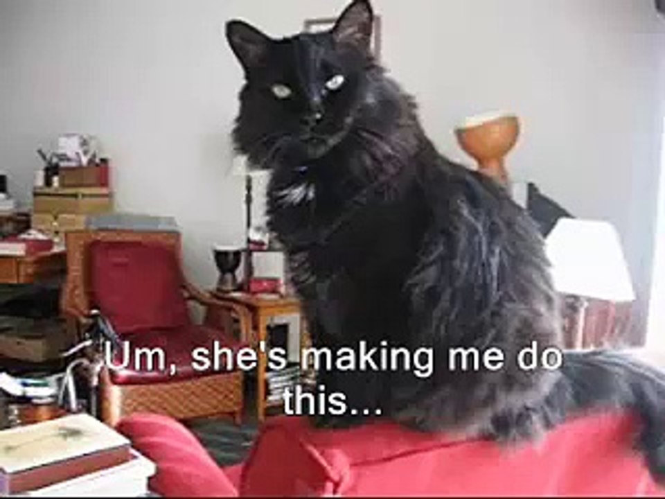 Kitty Valentine