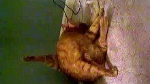 Awww....man! Boo Boo Cats get no respect!