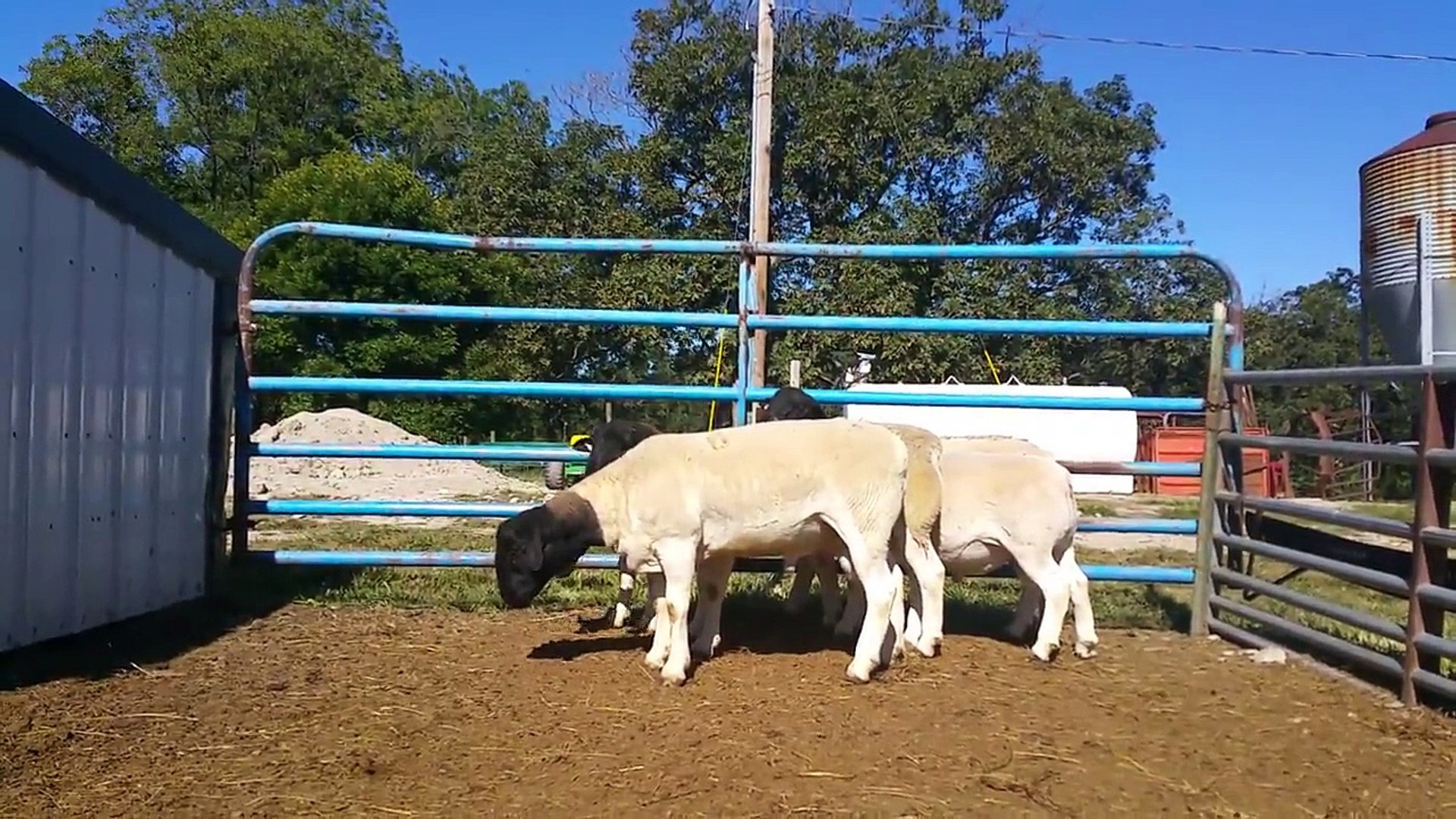 February-April ram lambs