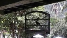 Canto do Trinca-Ferro