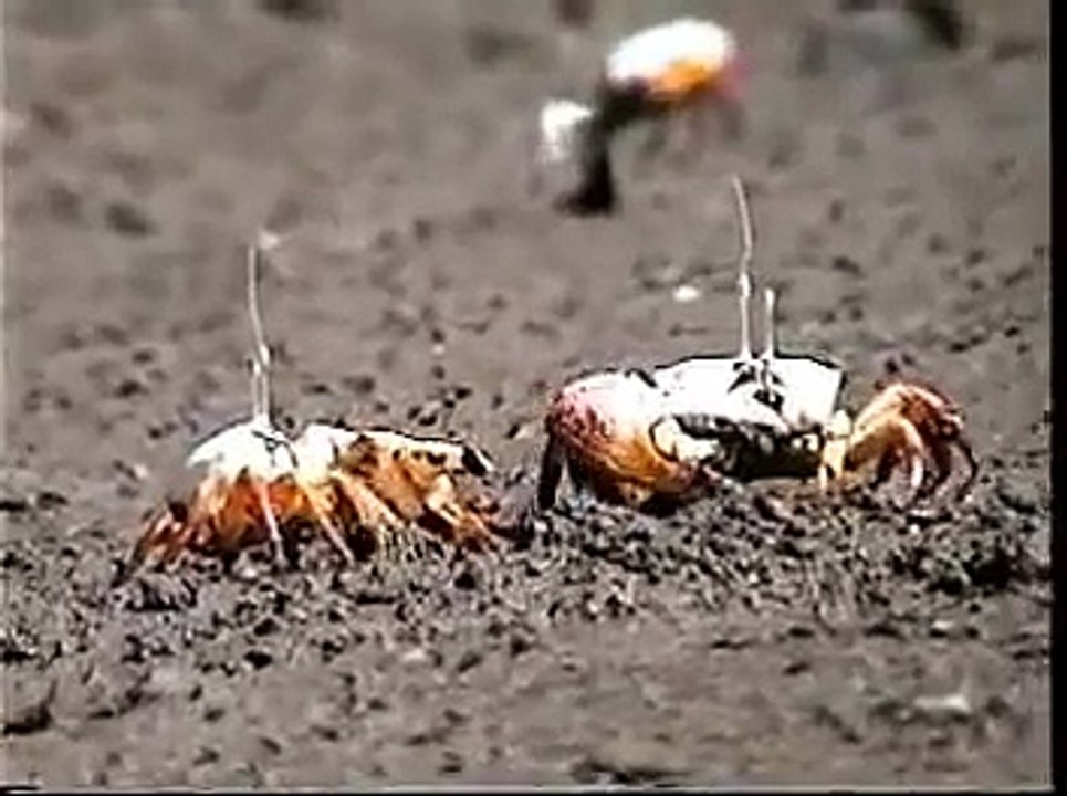 Fiddler Crabs Fighting