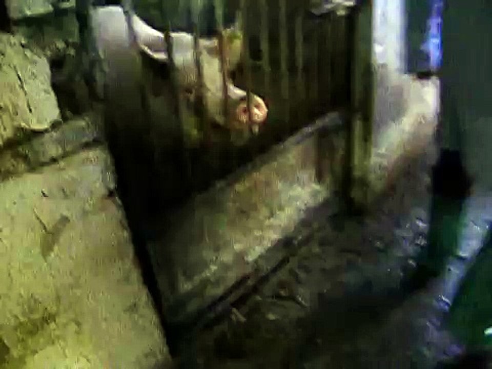 OINK OINK!
