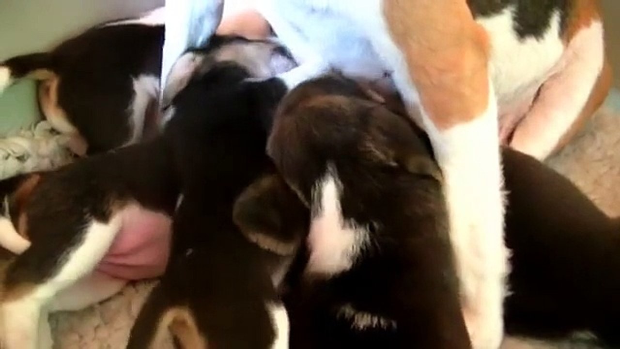 Beagle miot Elegant 3 tygdnie / Litter Elegant three weks old