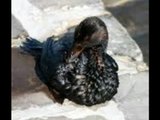 Tragic Oil Spill In Gulf - Can We Save The Wildlife?- June 6, 2010
