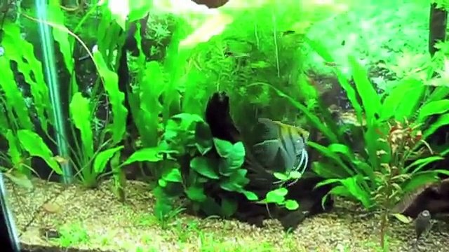 55 gallon planted community tank WILD angelfish