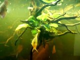 Amazon Biotope aquarium with Discus& Satanoperca