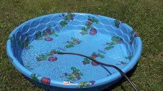 Choncie's new toys and kiddy pool. (10 Months Old)