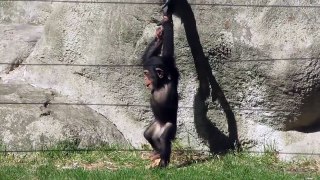 Watch the Baby Chimpanzee at Southwick's Zoo