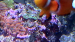 10 Gallon Nano Reef: Day 51
