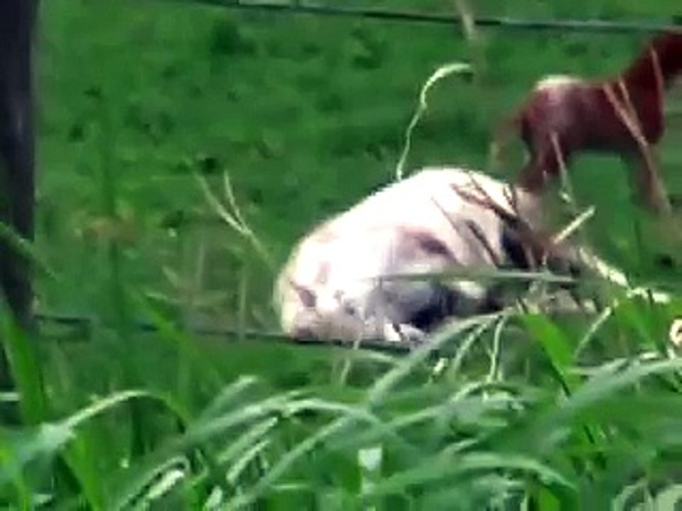 White Horse Appaloosa Colt foal Western Newborn