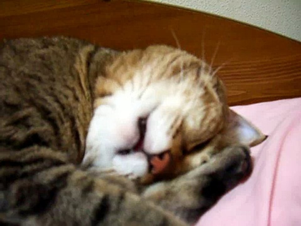 夢でなんか食べてる