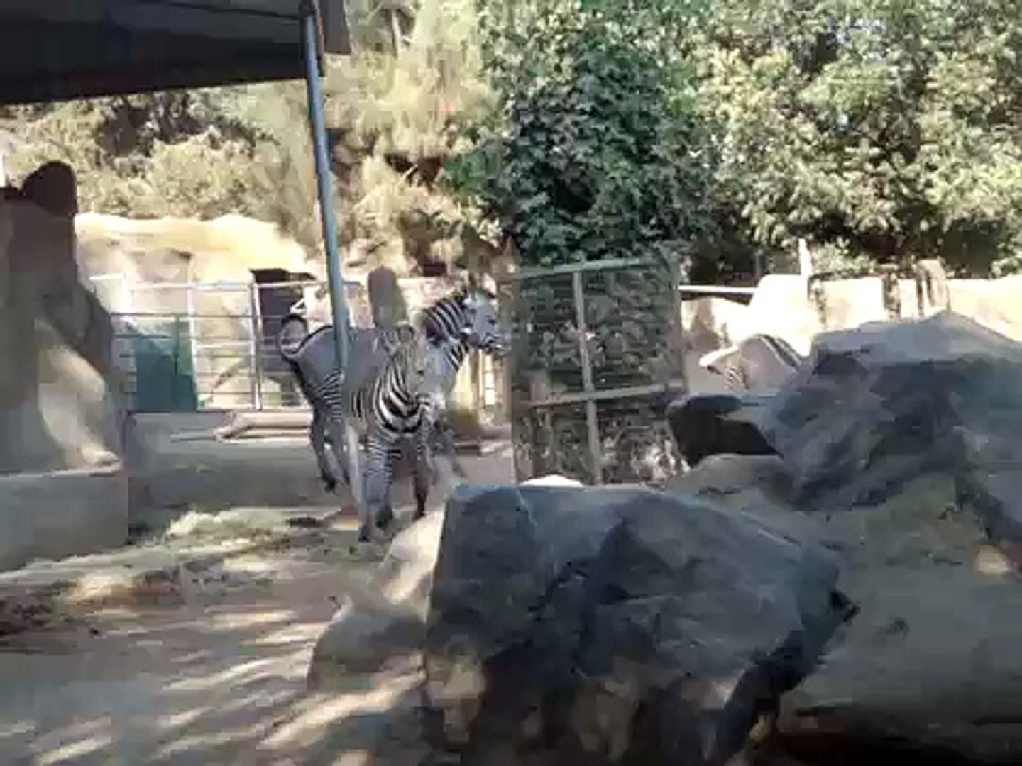 ⁣zebras fighting? Or playing around? @ the San Diego Zoo
