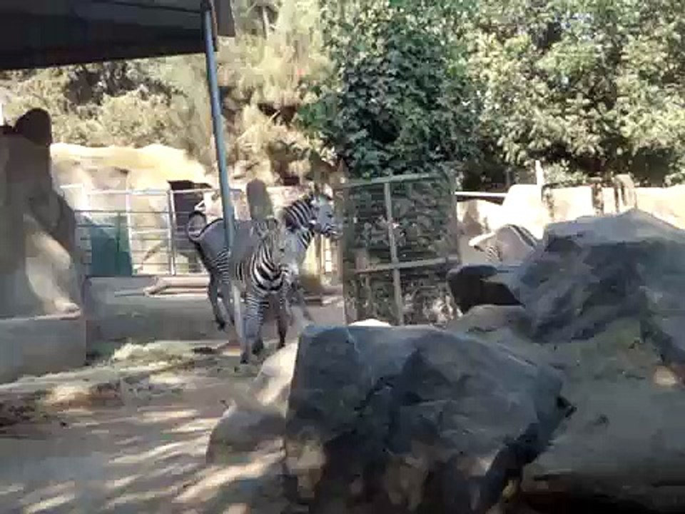 zebras fighting? Or playing around? @ the San D...