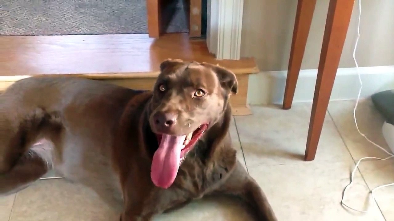 FASTEST BREATHING DOG IN THE WORLD!!!