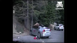Bear Steals Camping Gear And Leaves His Mark