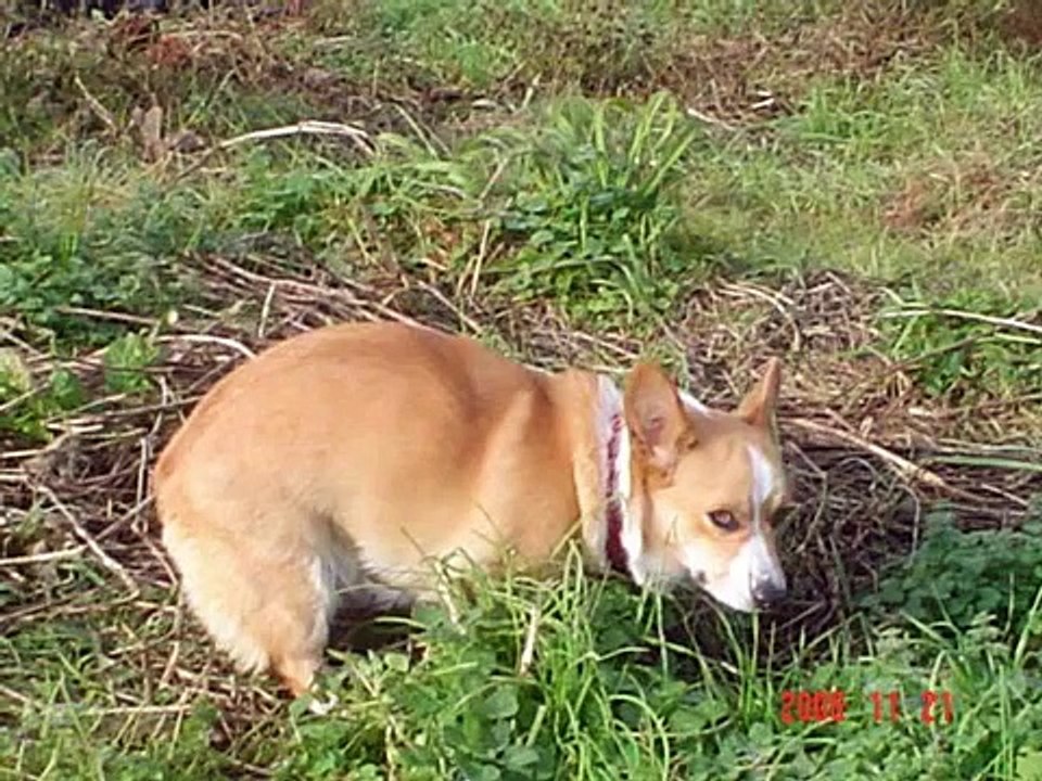 WELSH CORGI PRESENTS