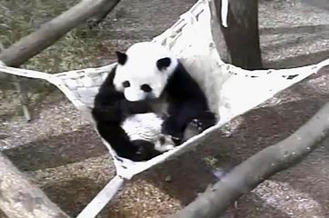 Part 1 of Lun Lun Proudly Showing Off Her Baby