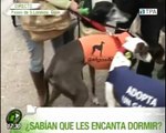 Galgos del Norte en Conexion Asturias ( TPA ) Parte 1