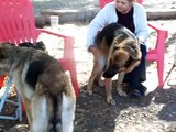 German Shepherd Rescue of Central Florida Having Fun at a Recent Meet and Greet