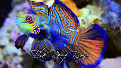 NEW frag tank?! Whats to come? (Episode 1)