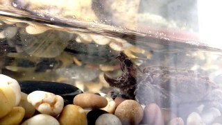my Baby Alligator Snapping Turtle feeding on guppies