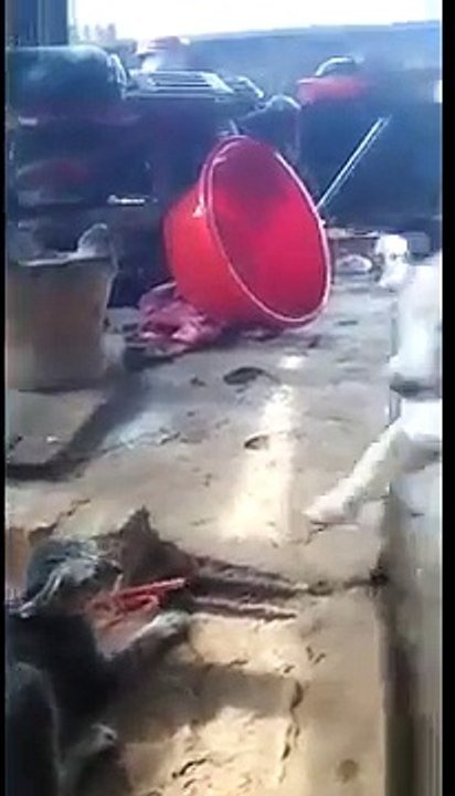 Funny Animals Dog and Cat , cute dog, cute pet 2015