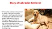 Labrador Retriever Puppy Trainable Funny Intelligent Family Dog breed