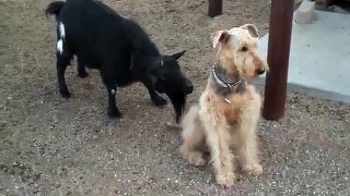 He's just not that into you   Funny dog and goat video