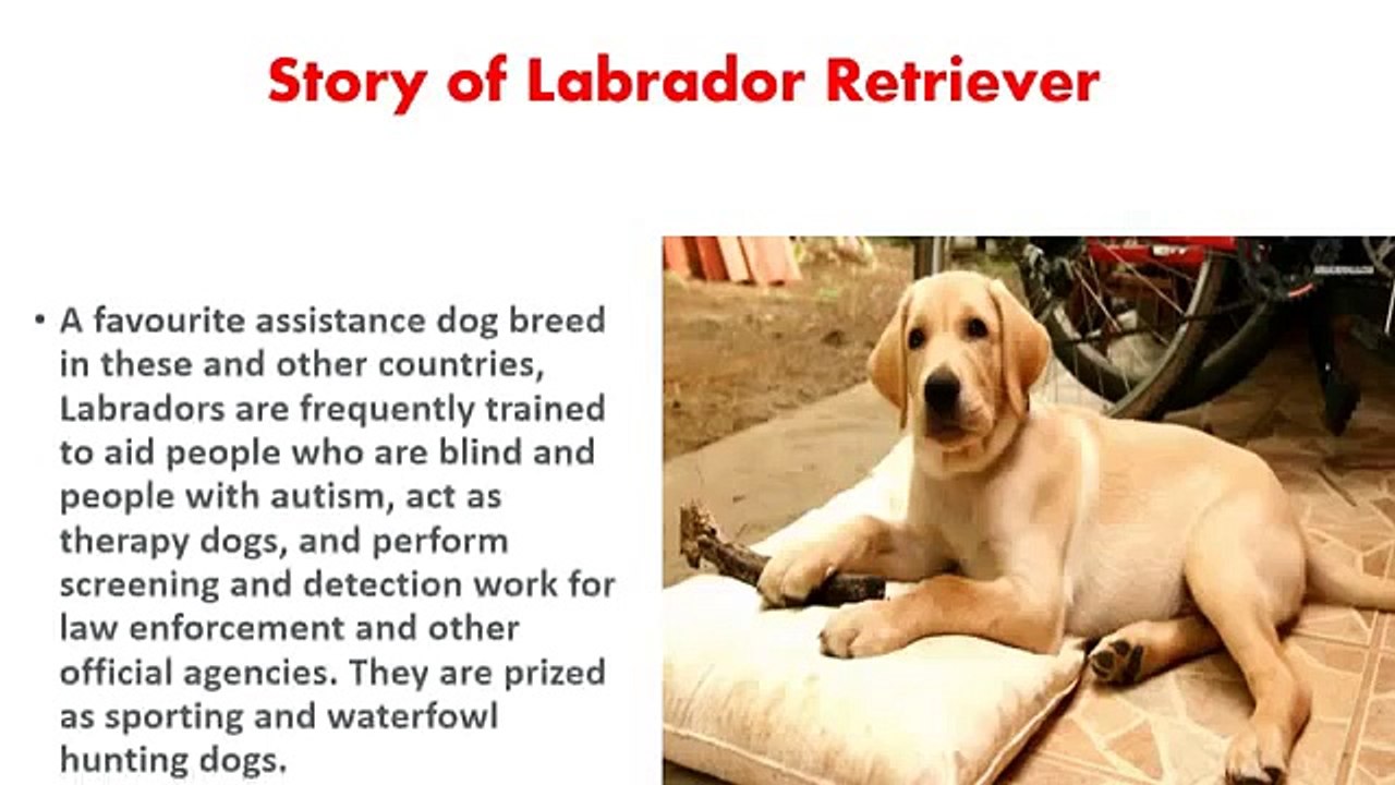 Labrador Retriever Puppy Trainable Funny Intelligent Family Dog breed