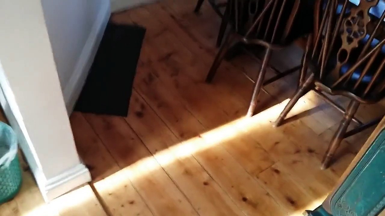 Funny dog gets scared.