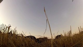 Canada archery goose hunt