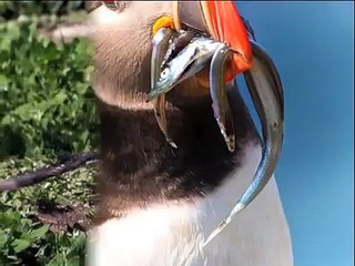 Puffin